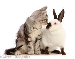 Silver tabby kitten and Sable-point rabbit