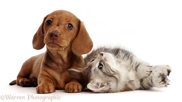 Silver tabby kitten with red Dachshund puppy
