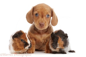 Red Dachshund puppy and Guinea pigs