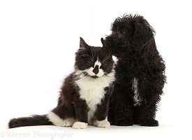 Black Poodle-cross puppy with black-and-white kitten