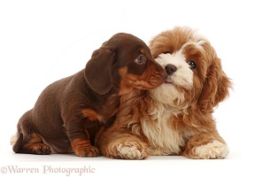 Chocolate Dachshund puppy with Cavapoo puppy