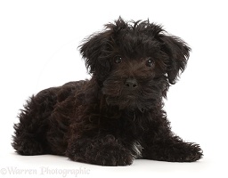 Black Poodle-cross puppy