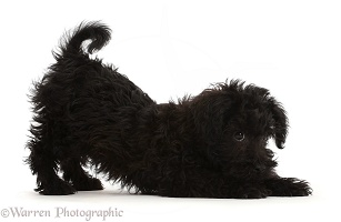 Black Poodle-cross puppy in play-bow