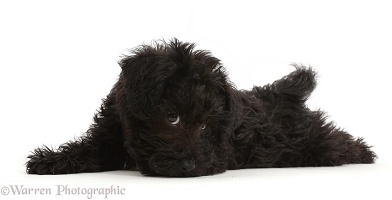 Black Poodle-cross puppy lying spread out, cheeky face
