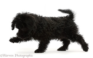 Black Poodle-cross puppy walking across