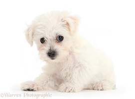 Cute white Bichon x Yorkie puppy