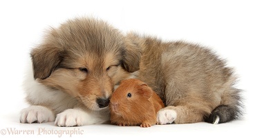 Sable Rough Collie puppy and baby red Guinea pig