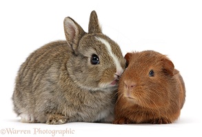 Baby bunny with red baby Guinea pig