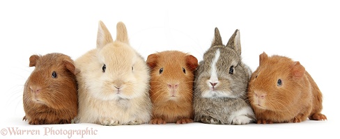 Two baby bunnies with three baby red Guinea pigs in a row
