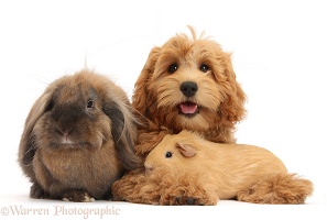 Cute Goldendoodle puppy with rabbit and Guinea pig