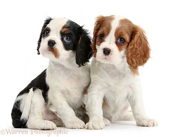 Tricolour Cavalier and Blenheim pups