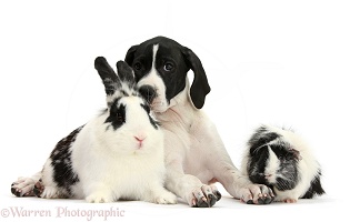 English Pointer puppy, Guinea pig and rabbit