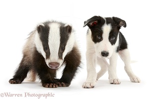 Black-and-white Border Collie pup and Badger