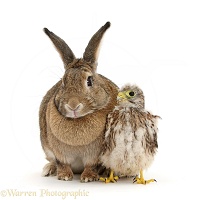 Baby Kestrel chick and agouti rabbit