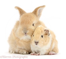Sandy rabbit with cinnamon-and-white Guinea pig