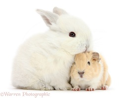 Baby White bunny with Guinea pig