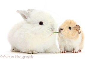 Baby White bunny eating grass with Guinea pig