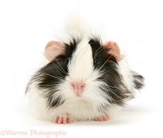 Black-and-white bad-hair-day Guinea pig