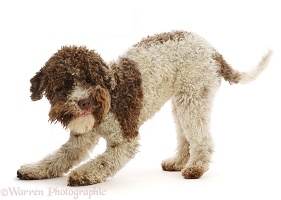 Lagotto Romagnolo in play bow