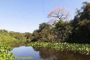 Vegetation along the Miranda River, Pantanal area of Brazil