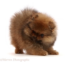 Pomeranian puppy in play bow
