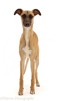 Whippet Lurcher dog, 1 year old, standing