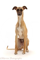 Whippet Lurcher dog, 1 year old, sitting
