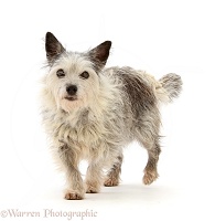 Westie x Jack Russell bitch, 15 years old