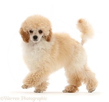 Toy Poodle puppy, 13 weeks old, walking across