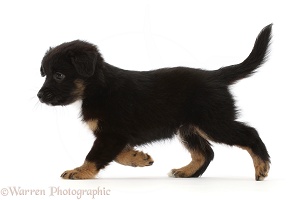 Mini American Shepherd puppy, 7 weeks old, walking across