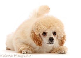 Toy Poodle puppy, 13 weeks old
