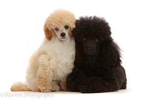 Cream Toy Poodle puppy, and black adult