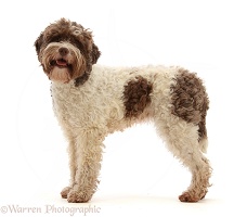 Lagotto Romagnolo bitch, 3 years old, standing