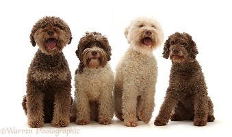 Four Lagotto Romagnolos sitting in a row