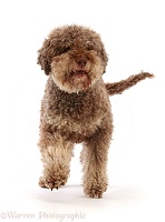 Lagotto Romagnolo dog, 7 years old, walking