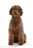 White Lagotto Romagnolo bitch, 9 years old, sitting