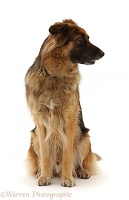 Shepherd x Labrador dog