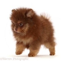 Chocolate-and-cream Pomeranian puppy