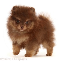 Chocolate-and-cream Pomeranian puppy