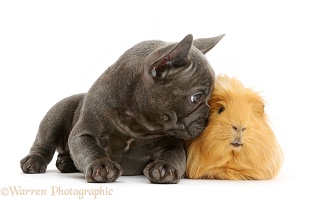 French Bulldog puppy and ginger Guinea pig