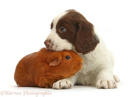 English Springer Spaniel puppy and Guinea pig