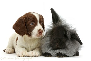 English Springer Spaniel puppy and black Lionhead rabbit