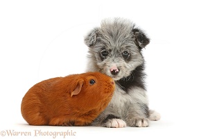ChiPoo puppy and Guinea pig