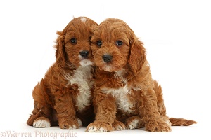 Cavapoo puppies sitting head-to-head