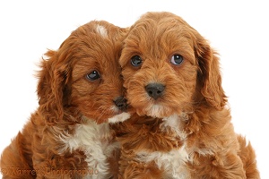 Cavapoo puppies sitting head-to-head
