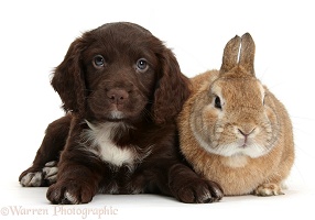 Chocolate Cocker Spaniel puppy and rabbit