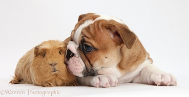 Bulldog puppy and ginger Guinea pig