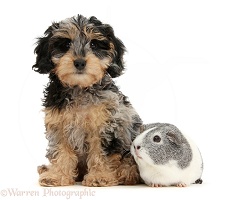 Cute Daxiedoodle puppy and Guinea pig