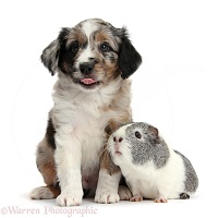 Mini American Shepherd puppy and Guinea pig