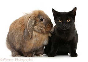 Black cat and Lionhead-cross rabbit